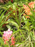 цветы,_орхидеи,_о