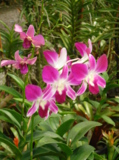 цветы,_орхидеи,_о