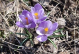 crocus,_крокус,_шафр