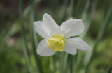 Narcissus,_нарцисс,_с�