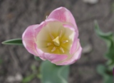 Tulipa,_тюльпан,_цве