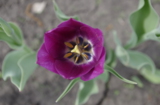Tulipa,_тюльпан,_цве