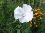 lavatera_trimestris,_лава