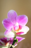 Цветы,_орхидеи,_л
