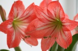 Амариллис,_цветы