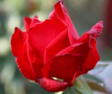 Цветы,_розы,_лепе