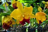 Орхидея,_орхидеи
