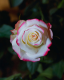 цветок,_роза,_рас