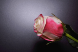 цветок,_роза,_рас