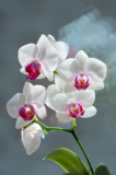 orchidaceae_веточка_в