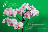 orchidaceaeбелаябуке