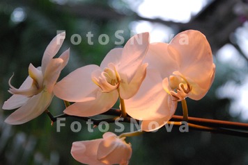цветы,_орхидеи