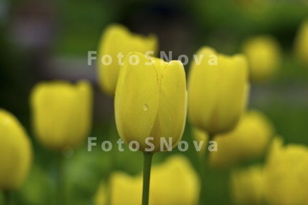 желтые_тюльпаны_