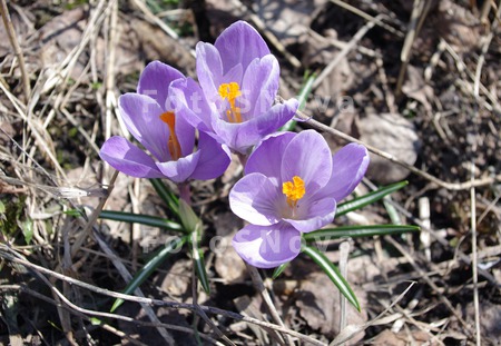 crocus,_крокус,_шафр