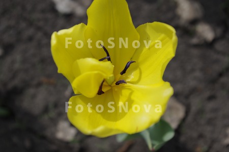 Tulipa,_тюльпан,_цве