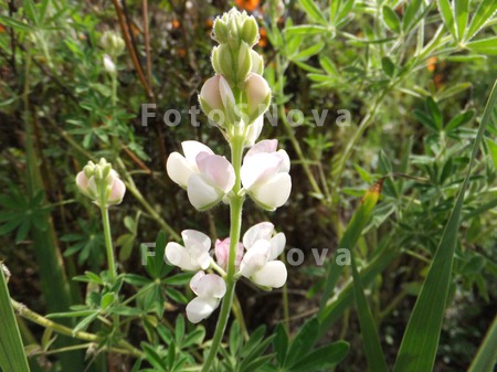 lupinus,_люпин_однол