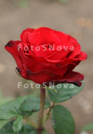 Цветы,_розы,_лепе