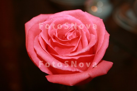 Цветы,_розы,_лепе