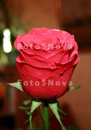 Цветы,_розы,_лепе