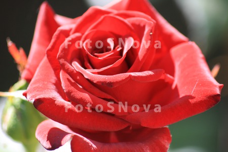 Цветы,_розы,_лепе