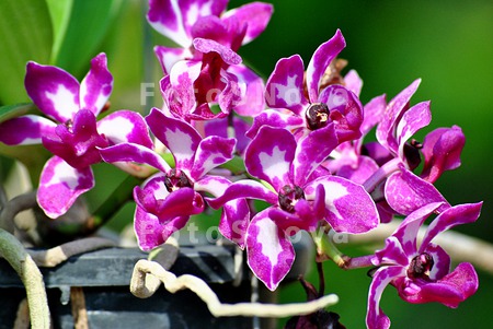 Орхидея,_орхидеи