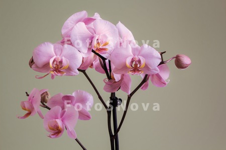 orchidaceaeрозоваябу