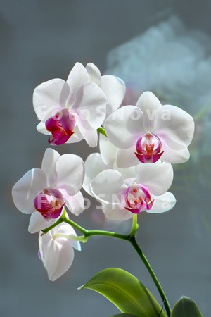 orchidaceae_веточка_в