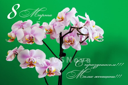 orchidaceaeбелаябуке