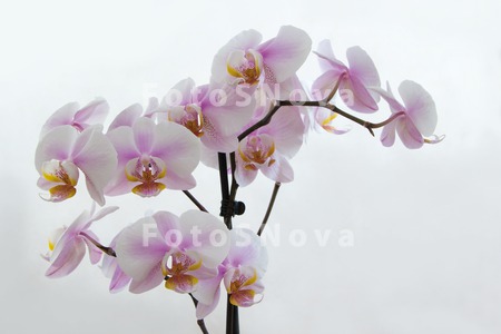 orchidaceaeбелаябуке