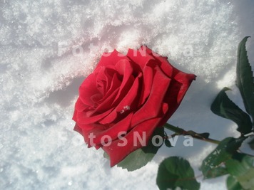 роза,_снег,_весна