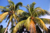 пальмы,_кокосовы