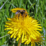 agriculture_animals_background