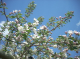 весна,_цветение,_