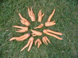 морковь,_огород,_