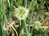 allium_fistulosum_флора_�