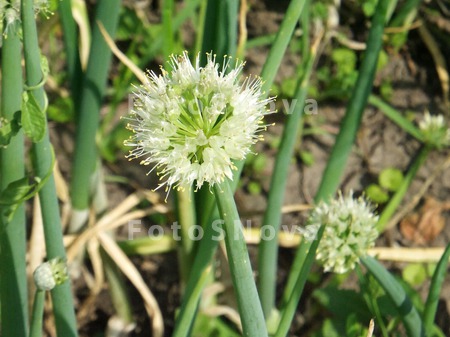 allium_fistulosum_флора_