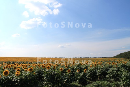 Подсолнух,_семеч
