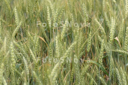 Пшеница,_колосья