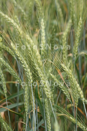 Пшеница,_колосья
