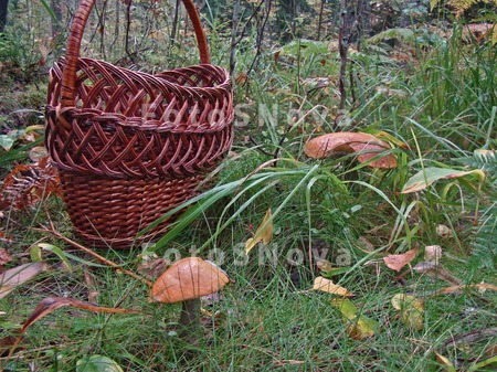 гриб_грибы_съедо