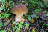 гриб,_белый,_Boletus_