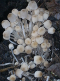 грибы,_плесневые