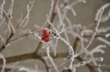 ягода_калина_зим