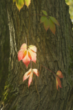 осень,_дерево,_ли