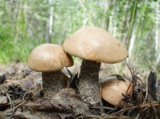 грибы,_подосинов