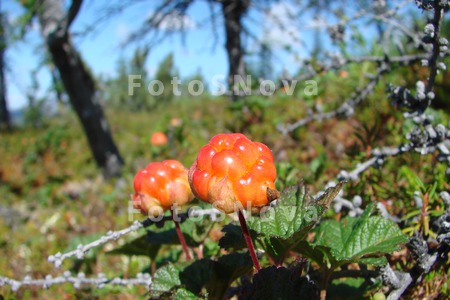 cloudberries,_marsh_amber,_Far