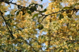 осень_дерево_ябл