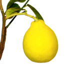 лимон,_лимонный,_