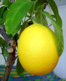 лимон,_лимон_мей
