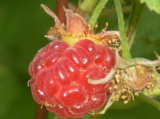 ягода,_малина,_ку